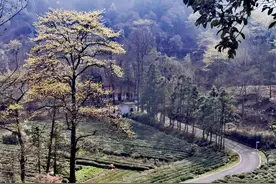 浙江山野第一花开，快去杭州午潮山、西山打卡“金檫迎春”绝色美景图片