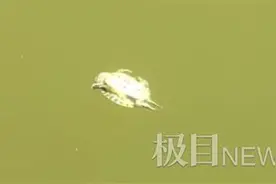 快乐小乌龟水里玩仰泳，网友调侃：做个龟吧图片