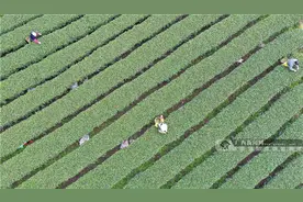 柳州三江：春暖茶飘香，茶农采茶忙(组图)图片