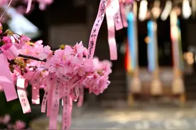 东京樱神宫河津樱盛开 民众系粉色缎带祈福图片