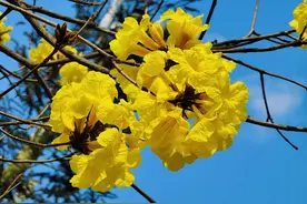 江南区万株黄花风铃木迎宾客图片