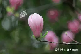 壹粉食堂｜雨水节气吃什么？壹粉巧做珍珠肉圆，一口一个太馋人图片