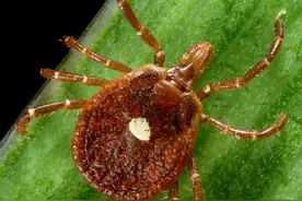 被这种虫子咬一口，这辈子就甭想吃肉了图片