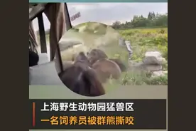 上海野生动物园熊群咬死饲养员，调查报告公布：9名负责人被处理图片