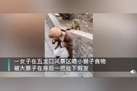 女子景区喂小猴，被大猴一把扯掉假发图片