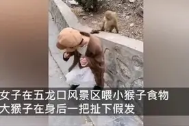 女子景区喂小猴，被大猴一把扯掉假发图片