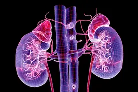 肾脏的解剖与功能，医学生必备！