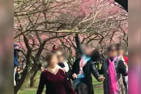 大妈景区内拍照，强行摇拽桃枝让花瓣落下视频封面