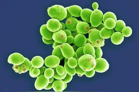 这种真菌一万年前就与人类同行，被发现后曾一度造成惶恐图片