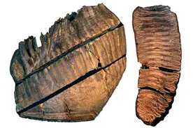 科学家提取出史上最古老DNA 可追溯到165万年前图片