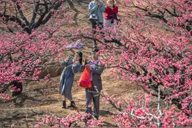 早安广东 | 河源连平万亩桃花开图片