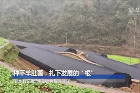 新春走基层丨种下羊肚菌，扎下发展的“根”视频封面