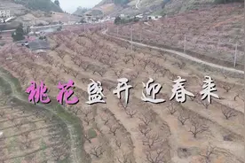桃花盛开迎春来图片