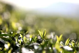 新一年生机盎然！春回大地耕种忙图片
