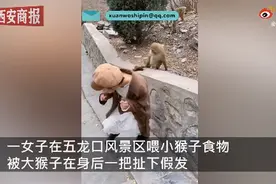 夺笋！女子喂小猴被大猴扯掉假发：我和它当时都吓了一跳图片