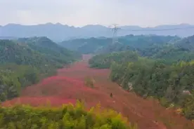 杭州10万株樱花盛放！这片“中国红”花海刷屏了图片