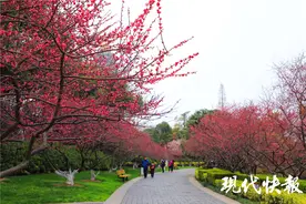 常州各大公园的梅花开了，踏青赏梅，安排图片