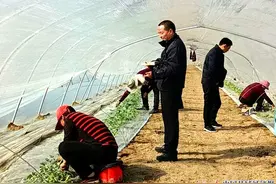 江苏睢宁龙集社区：大棚里讲“春天的故事”图片