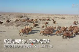 新疆牧民用北斗卫星放牧骆驼视频封面