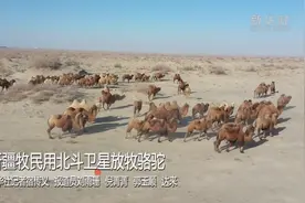 新疆牧民用北斗卫星放牧骆驼视频封面