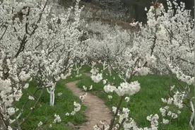 贵州桐梓：樱桃花开春满园视频封面