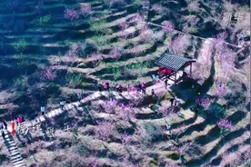 福建南平：桃花齐放满园春视频封面