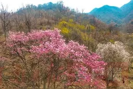 山间尽日柔风暖 开遍红栏辛夷花图片
