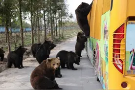 26岁饲养员被熊咬死，细节公布图片