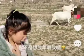 女孩放假不写作业被妈妈带去放羊，一看羊群直接崩溃：数不过来图片