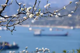 春花烂漫映峡江图片