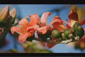 攀枝花开 送上春天里最美的红色视频封面