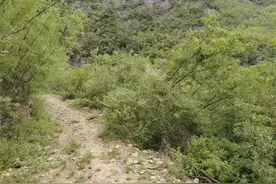 科普 | 花鼠与隐纹松鼠图片