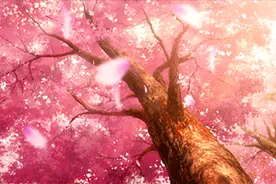 长沙这些公园樱花满树盛开！收藏这份赏樱打卡地图图片