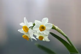 水仙，宋朝人的顶级“网红”花卉图片