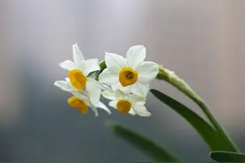 水仙，宋朝人的顶级“网红”花卉图片