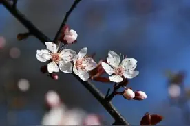 春风吹暖花争艳，梅杏李樱迎春开图片