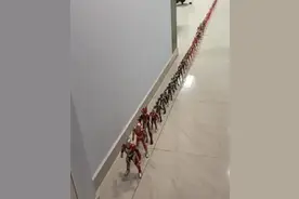 4岁男孩坐拥300多个奥特曼！网友：好家伙，整个银河系的都来了图片