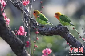 南京“网红鹦鹉”可爱吸睛图片