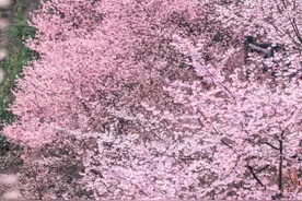 万亩樱花海“织”成粉色天空！当樱花撞上梅花，桐庐天子地“热闹非凡”图片