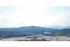 油茶香飘严湖村图片