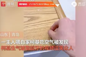 气到龇牙！山东一主人喂柯基吃空气将其惹怒，网友：吃了个寂寞图片