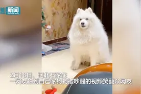 狗子被楼上邻居吵醒 对着天花板翻白眼叹气 一脸无奈表情笑翻网友图片