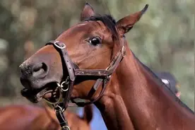 赛马业爆发胚胎移植丑闻图片