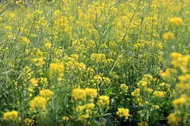 广州花都：百花盛开，不负春光图片