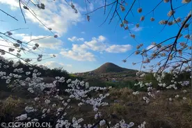 湖南临武：山野樱花引客来图片