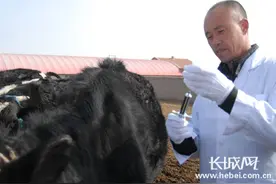河北：规模养殖场动物疫病强制免疫“先打后补”图片