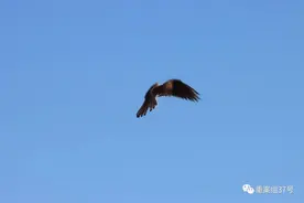 北京生物图鉴：自然界的人口普查图片