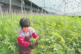 武强县周窝镇李封庄村不断探索扶贫模式图片