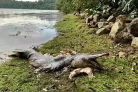 半鳄半鱼！新加坡水库旁发现奇怪生物遗骸图片