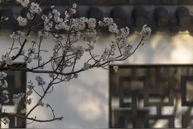 南京玄武湖公园樱桃花渐次盛开 市民花香中乐享春光图片